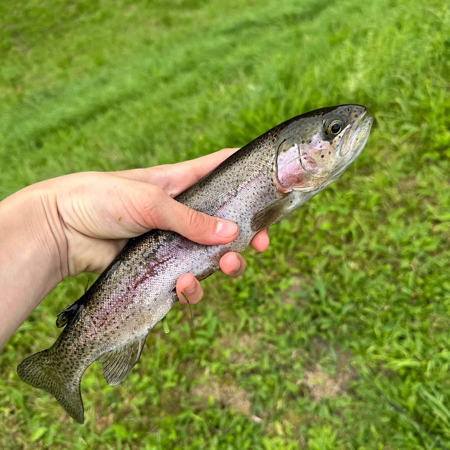 Rainbow trout caught on Fishbrain