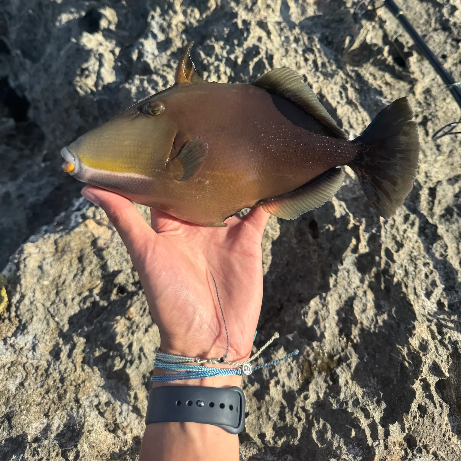 The most recent Bridled triggerfish catches on Fishbrain