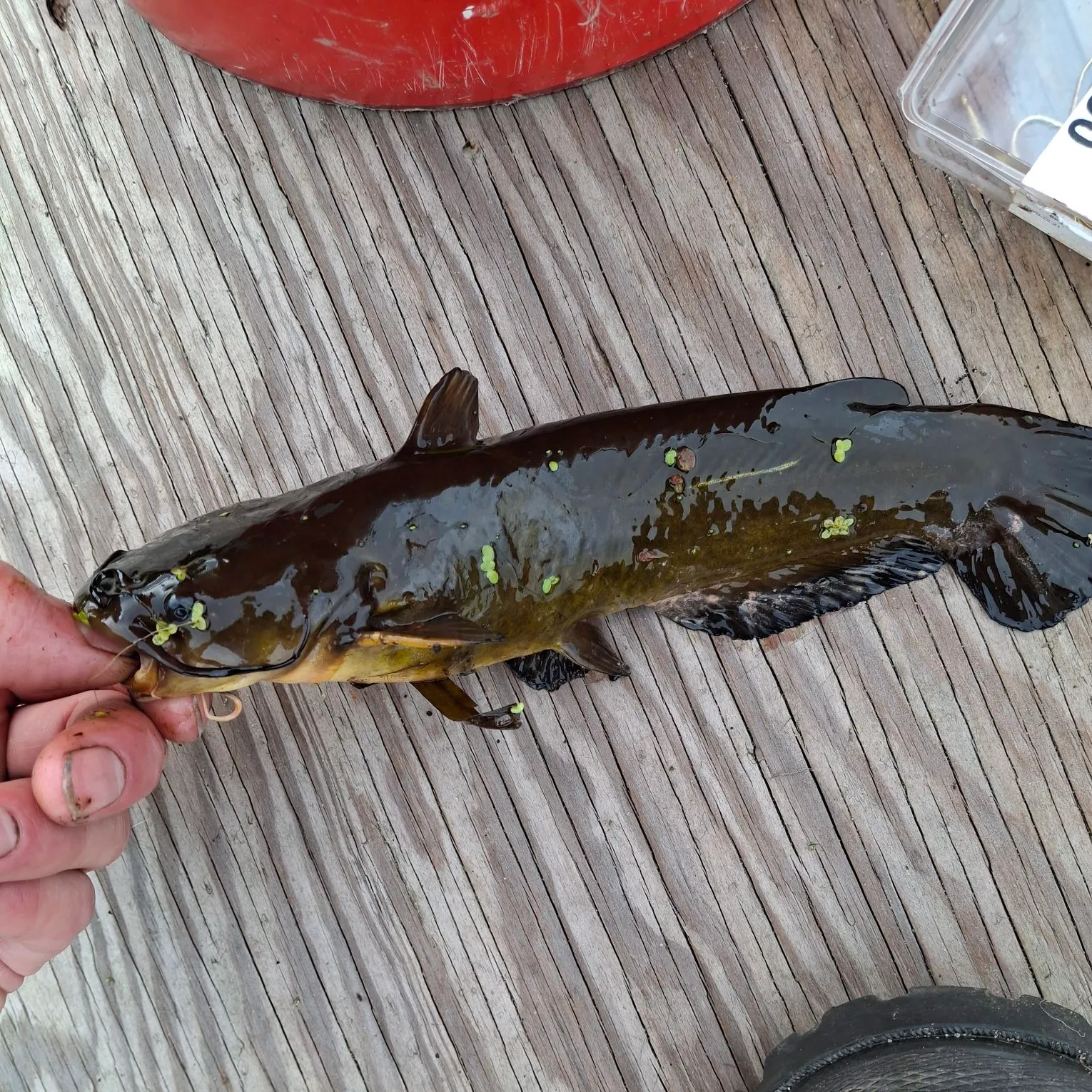 Yellow bullhead caught on Fishbrain