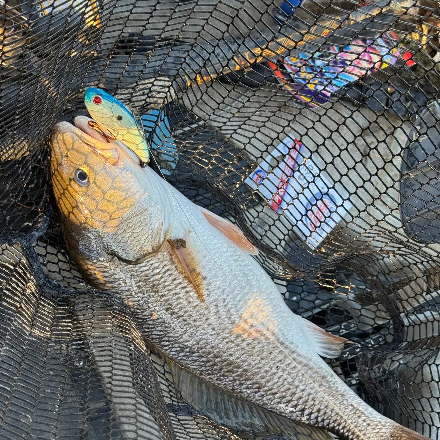 Red drum caught on Fishbrain