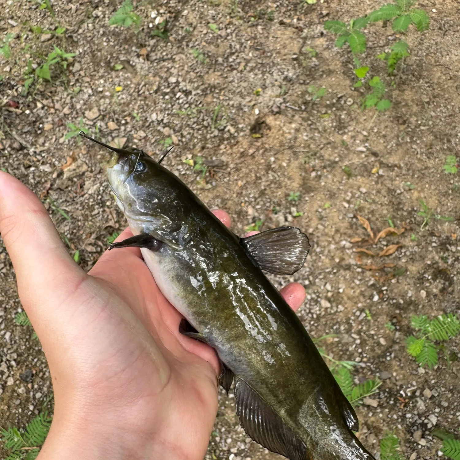 Black bullhead caught on Fishbrain