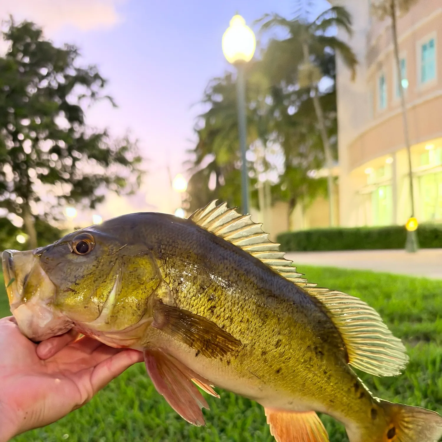 Butterfly peacock bass caught on Fishbrain