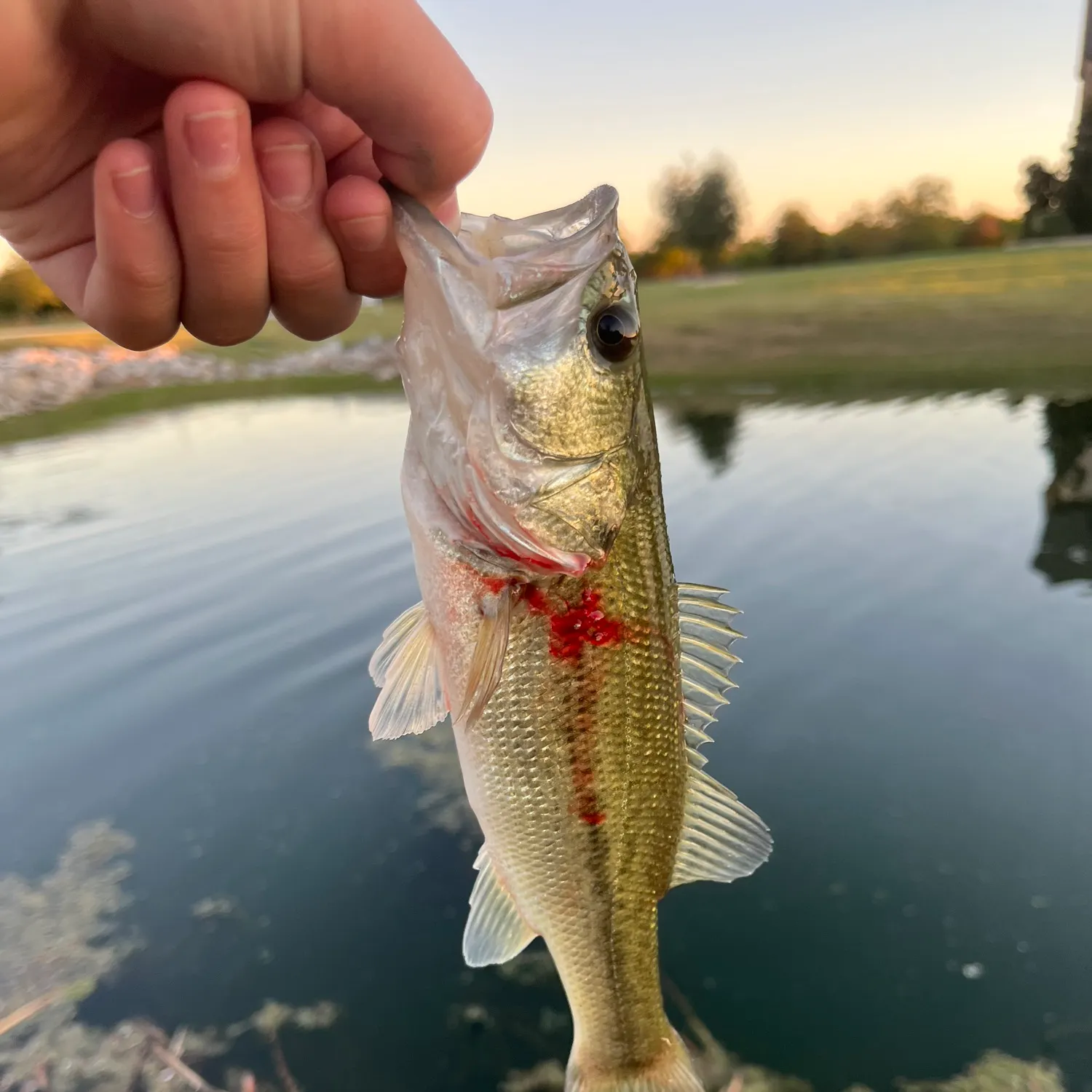 The most recent Largemouth bass catches on Fishbrain