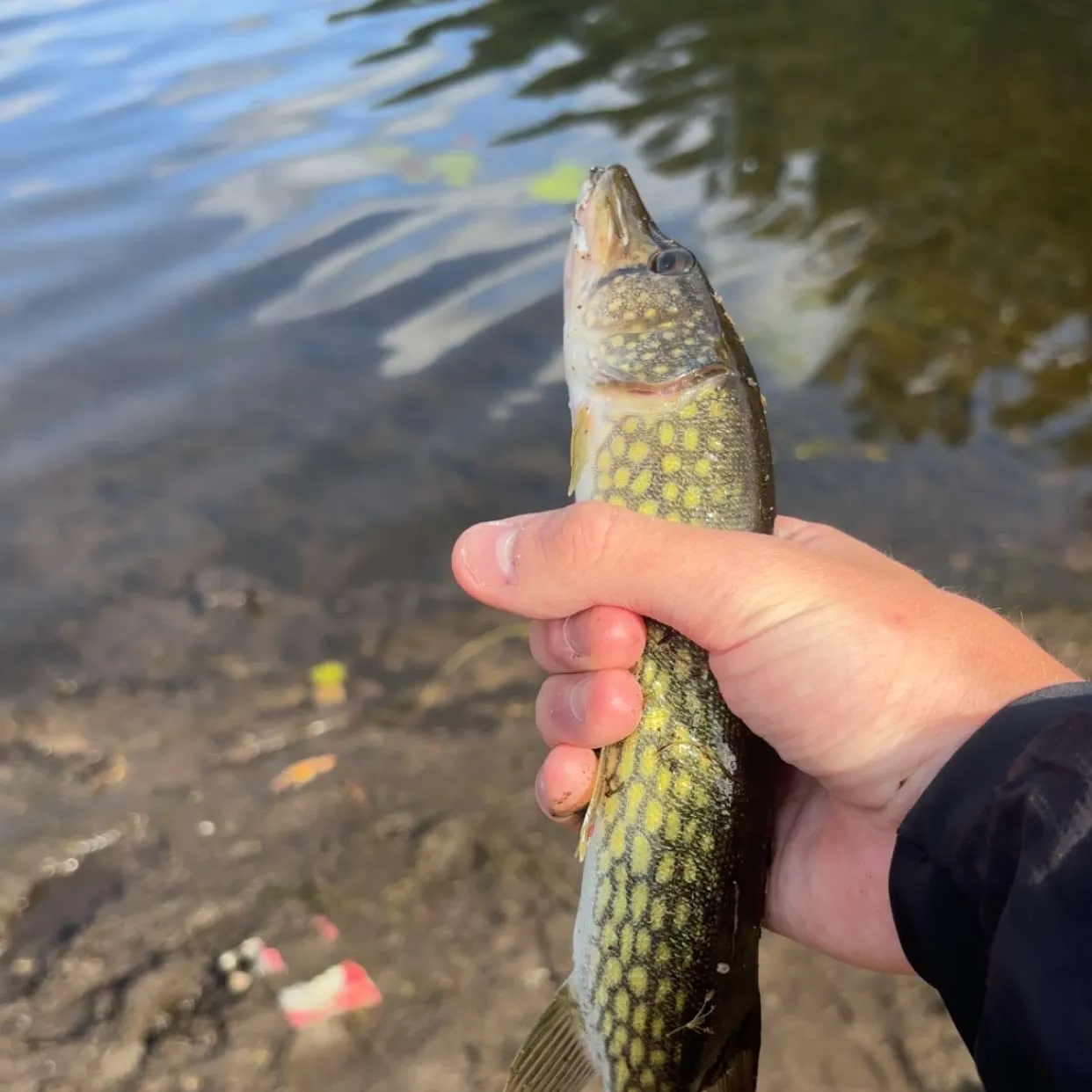 Chain pickerel caught on Fishbrain