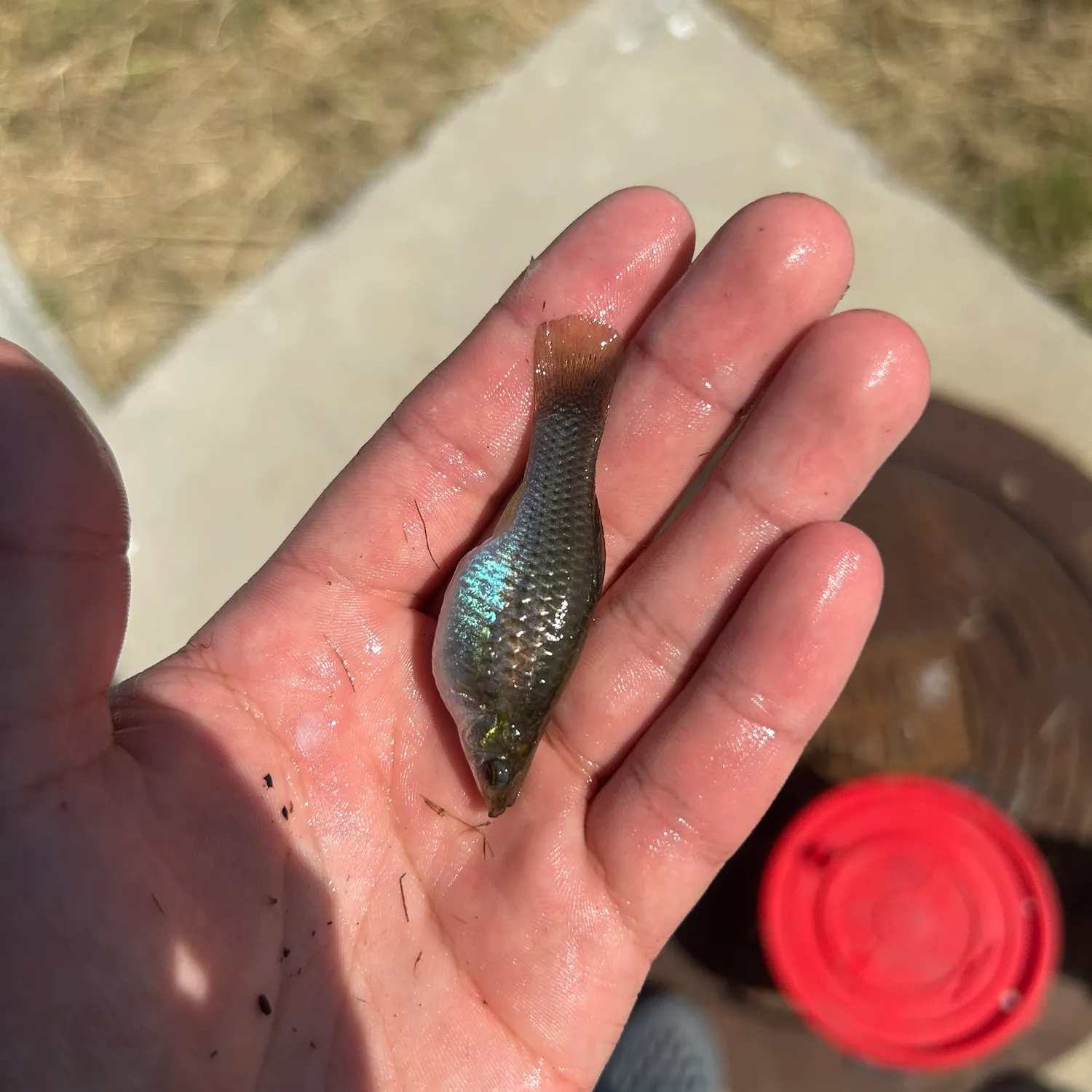 The most recent Shortfin molly catches on Fishbrain
