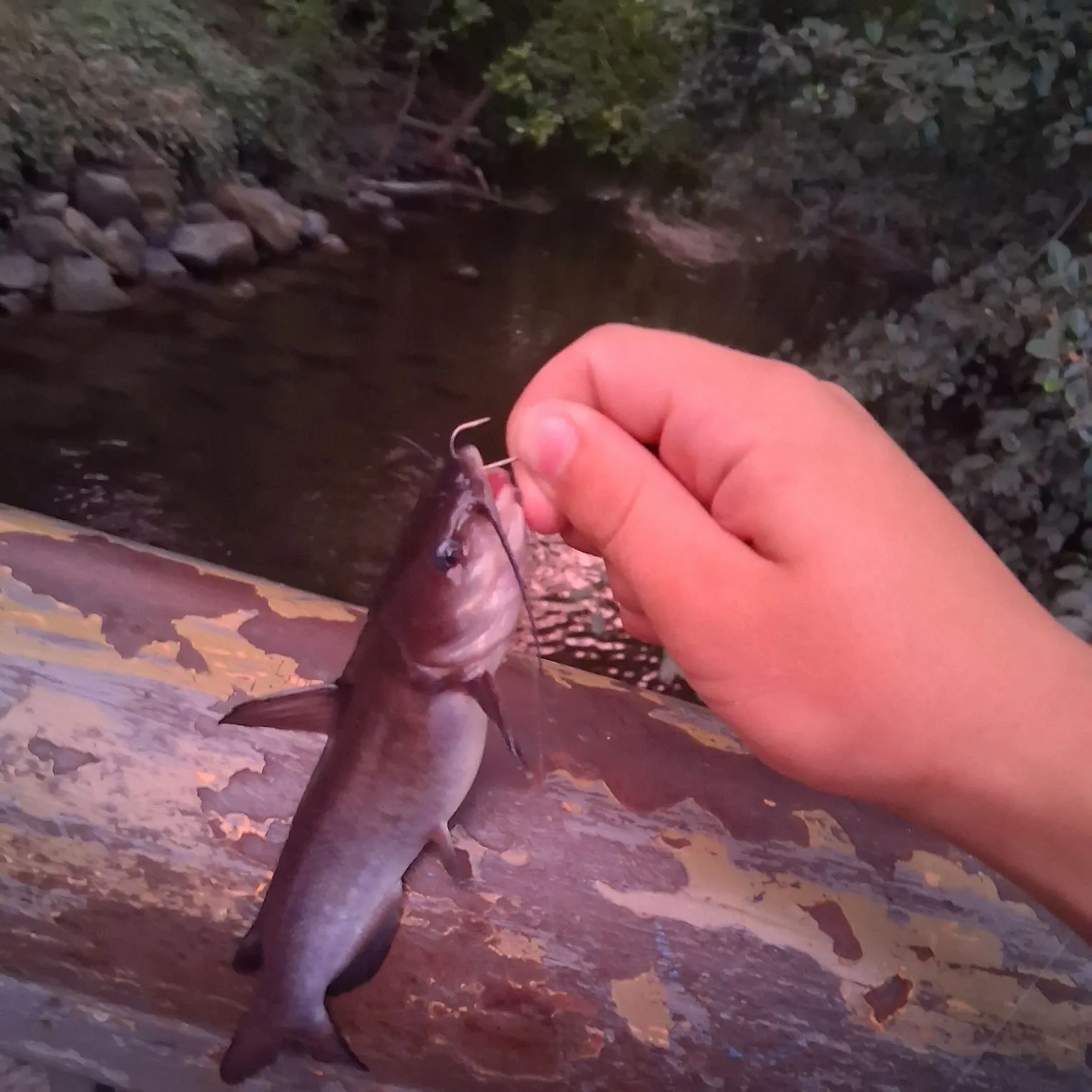 catch