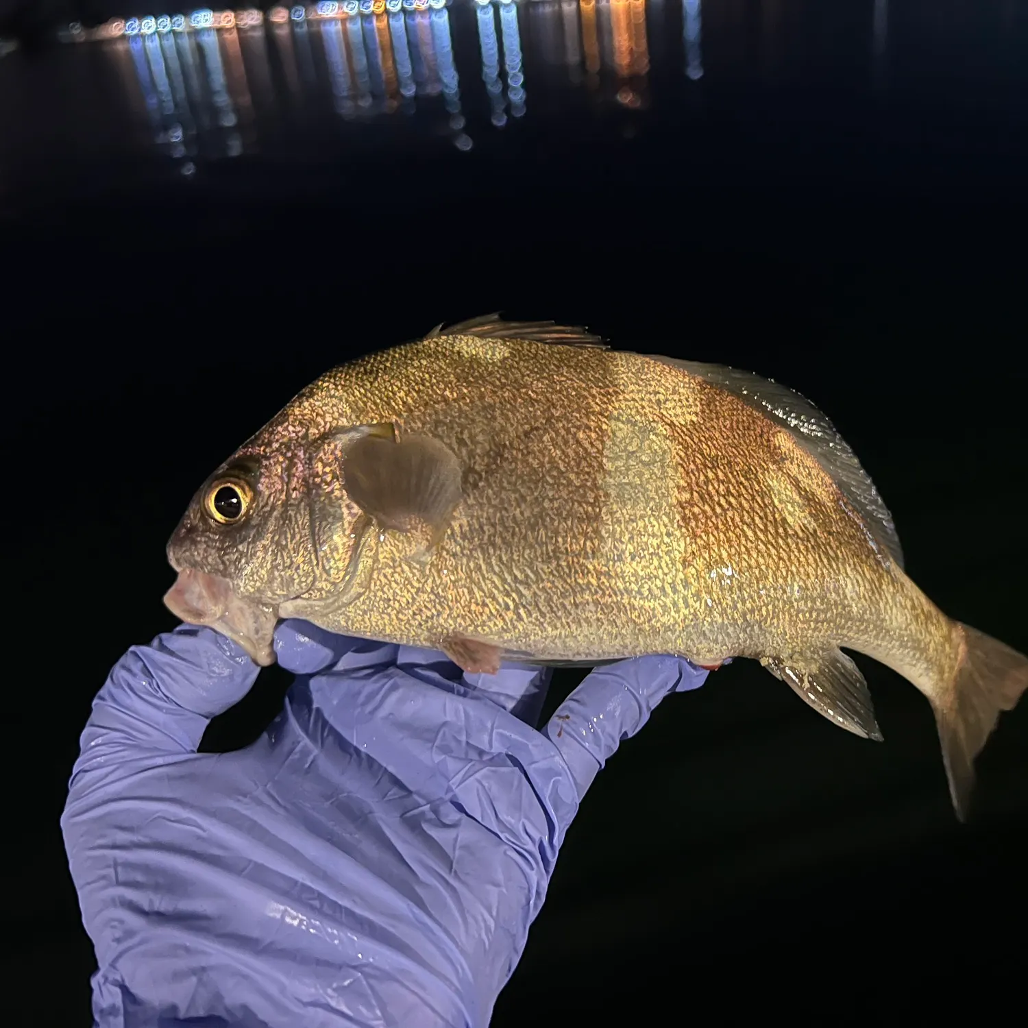 The most recent Black croaker catches on Fishbrain
