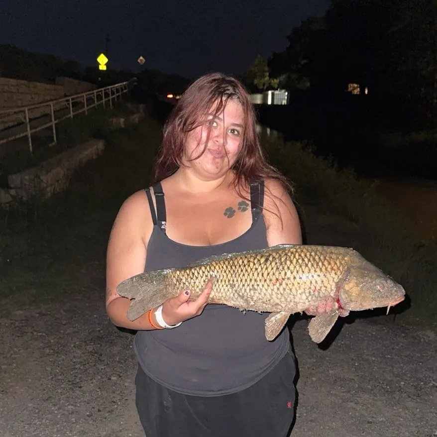 Common carp caught on Fishbrain