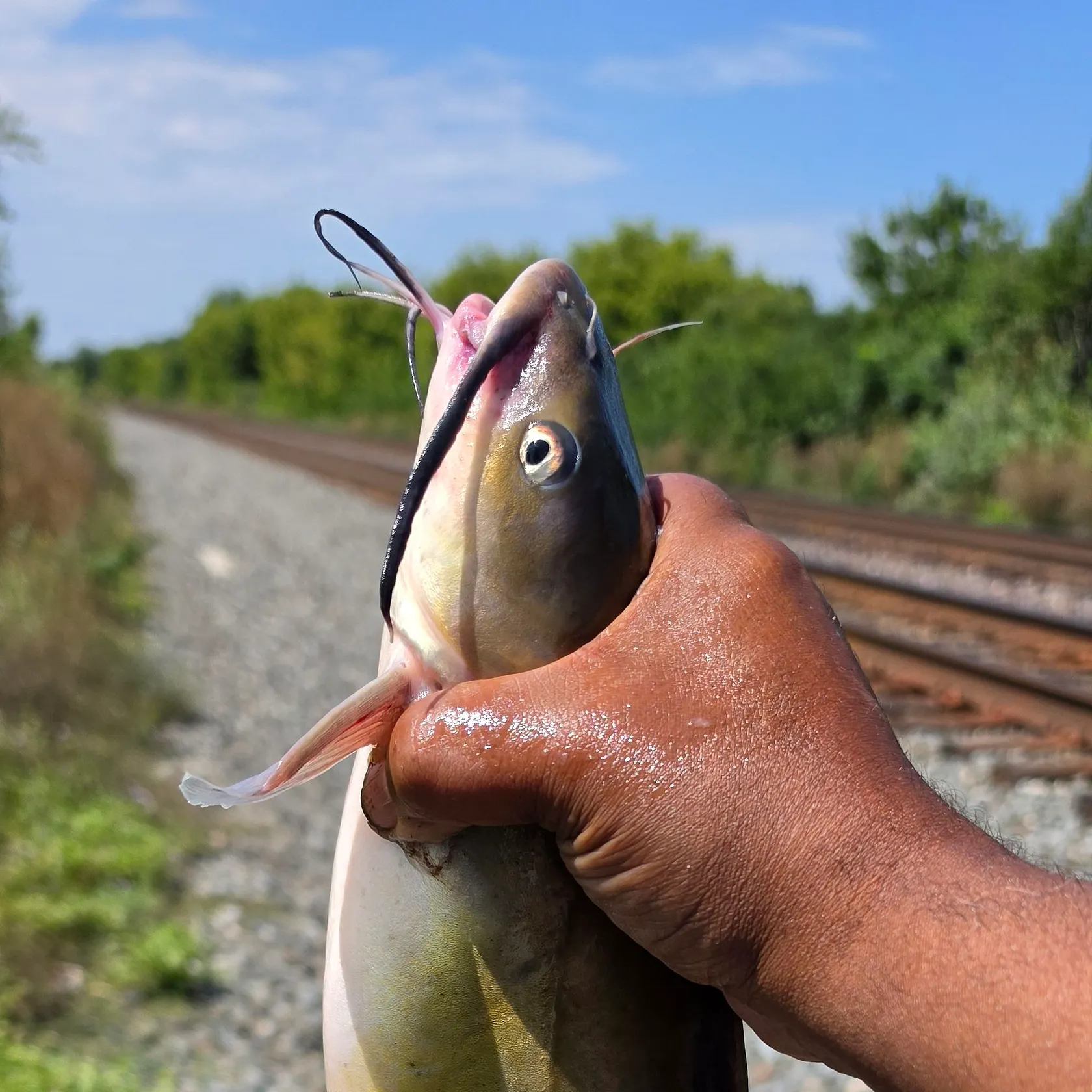 catch