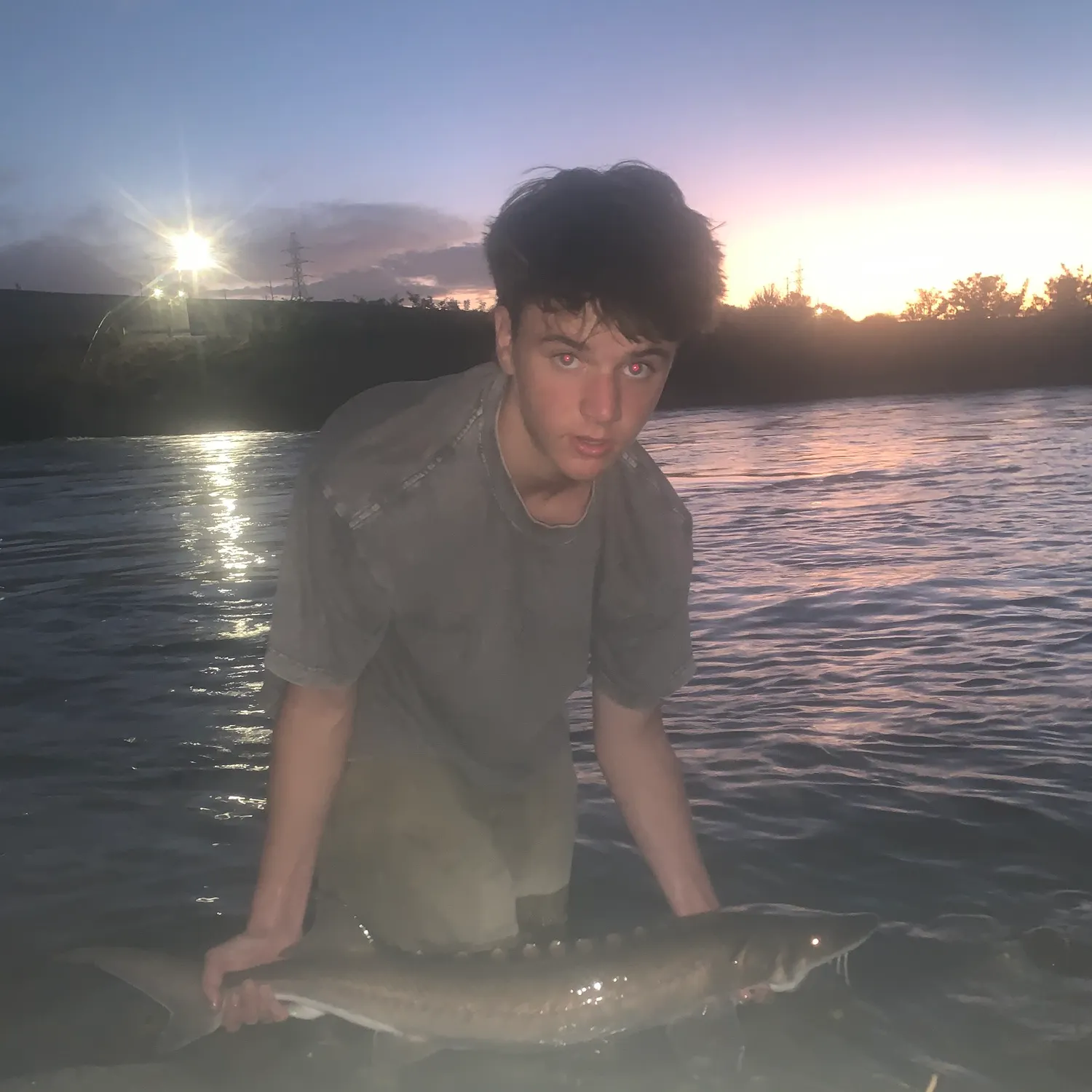 White sturgeon caught on Fishbrain