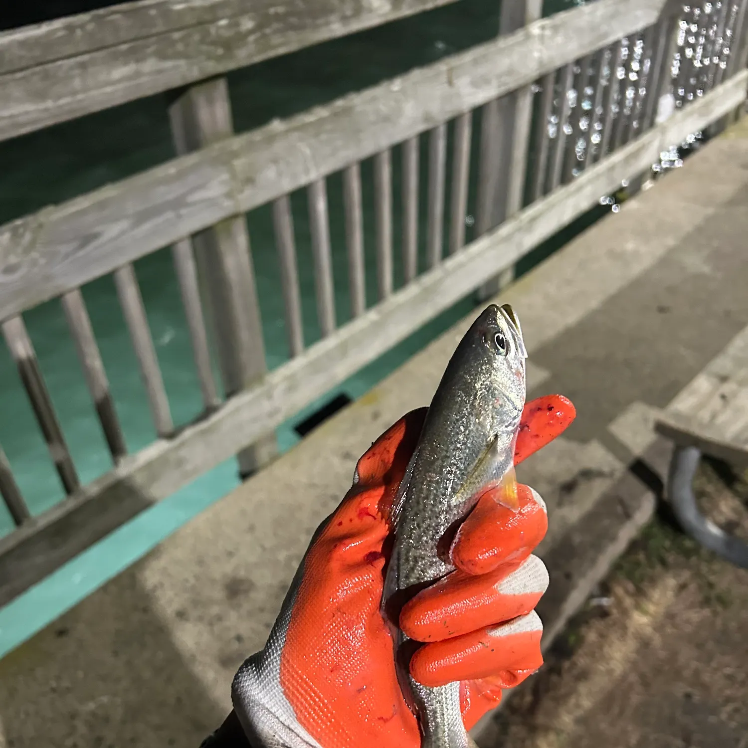 The most recent Gray weakfish catches on Fishbrain