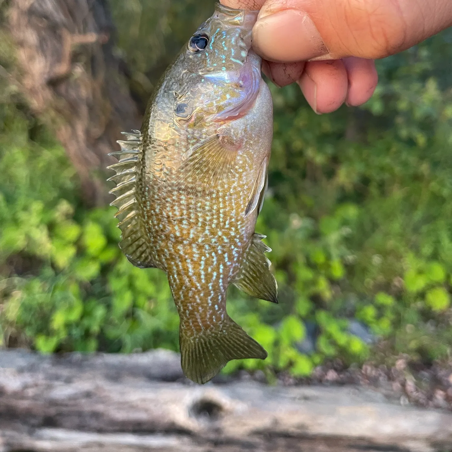 Green sunfish caught on Fishbrain