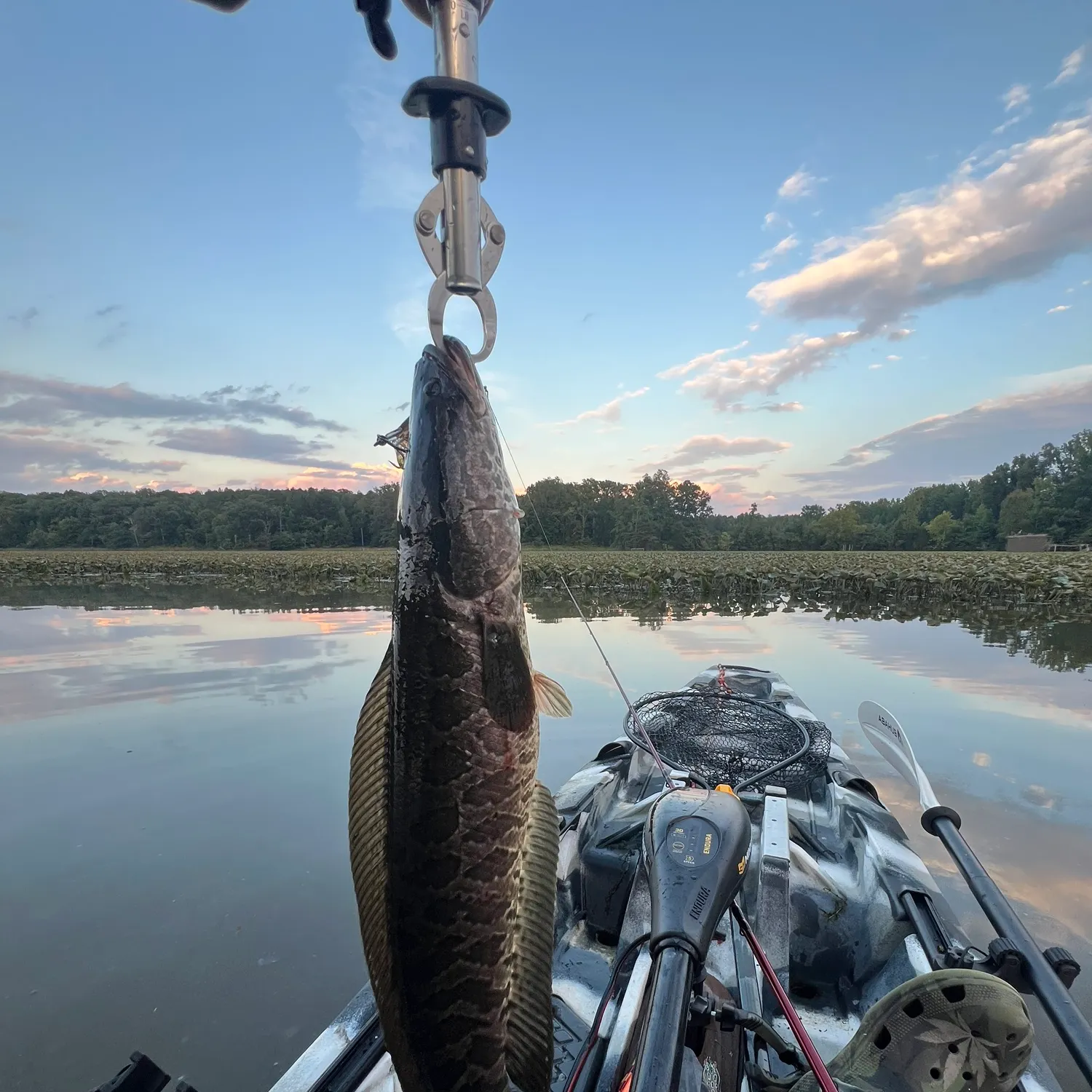 Northern snakehead caught on Fishbrain