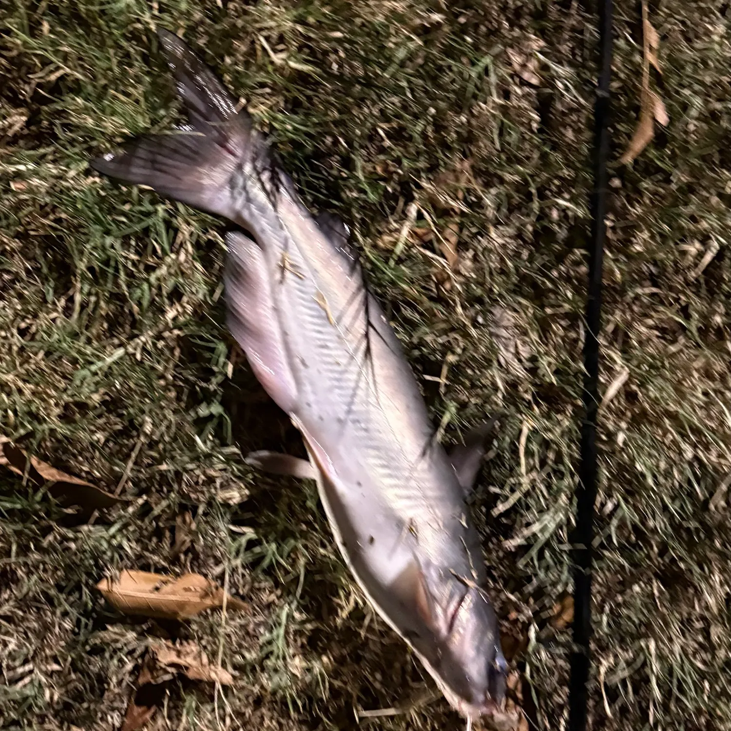 Channel catfish caught on Fishbrain