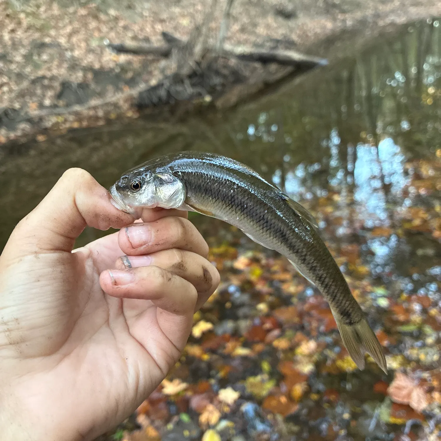 Creek chub caught on Fishbrain