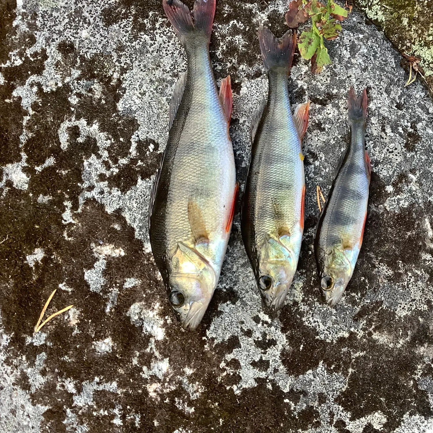 recently logged catches