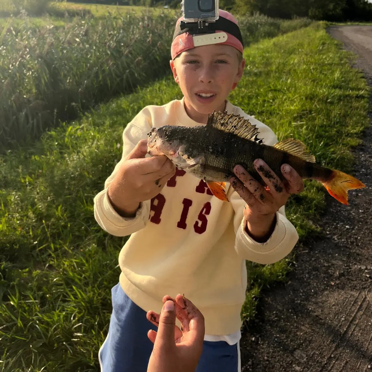 European perch caught on Fishbrain