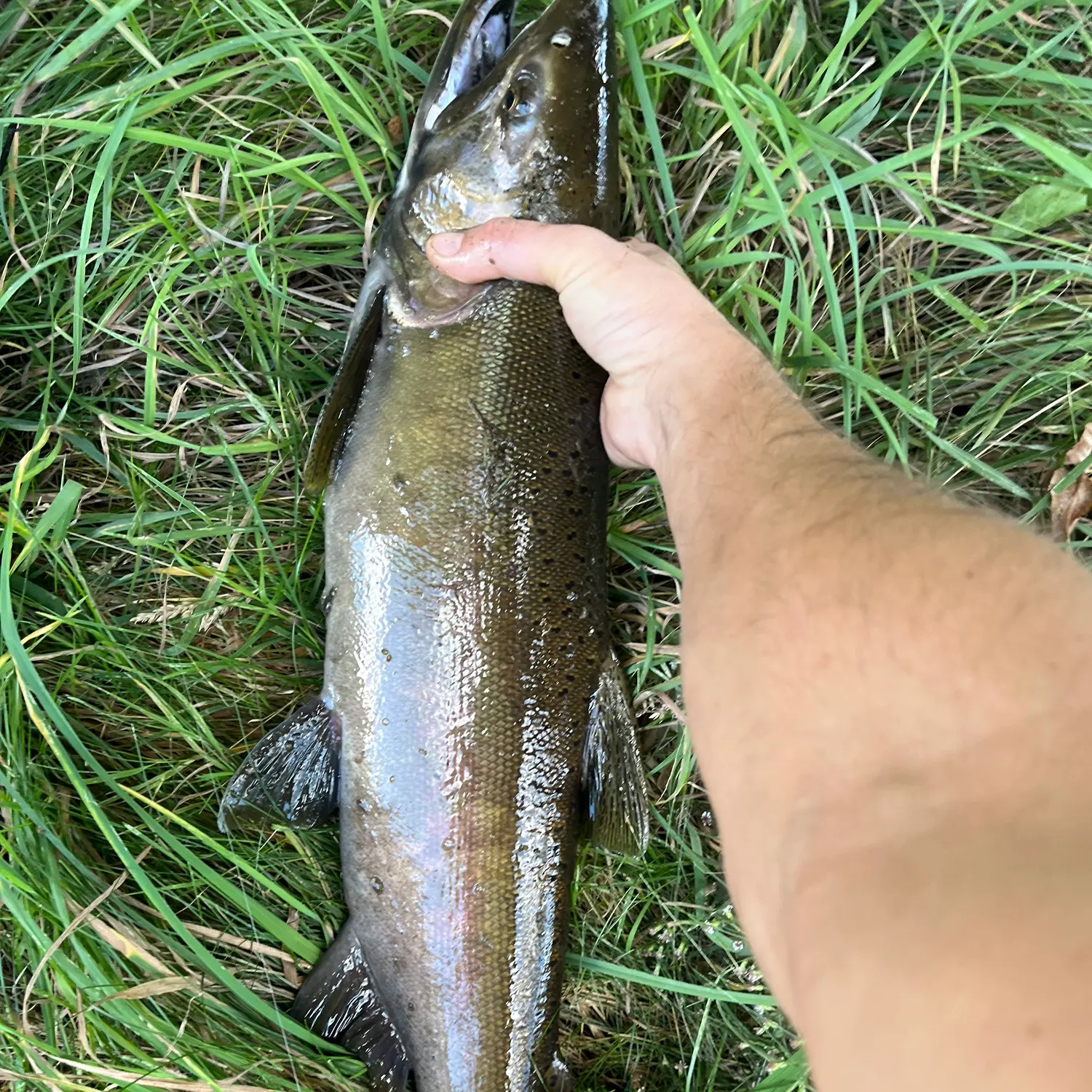 Chinook salmon caught on Fishbrain