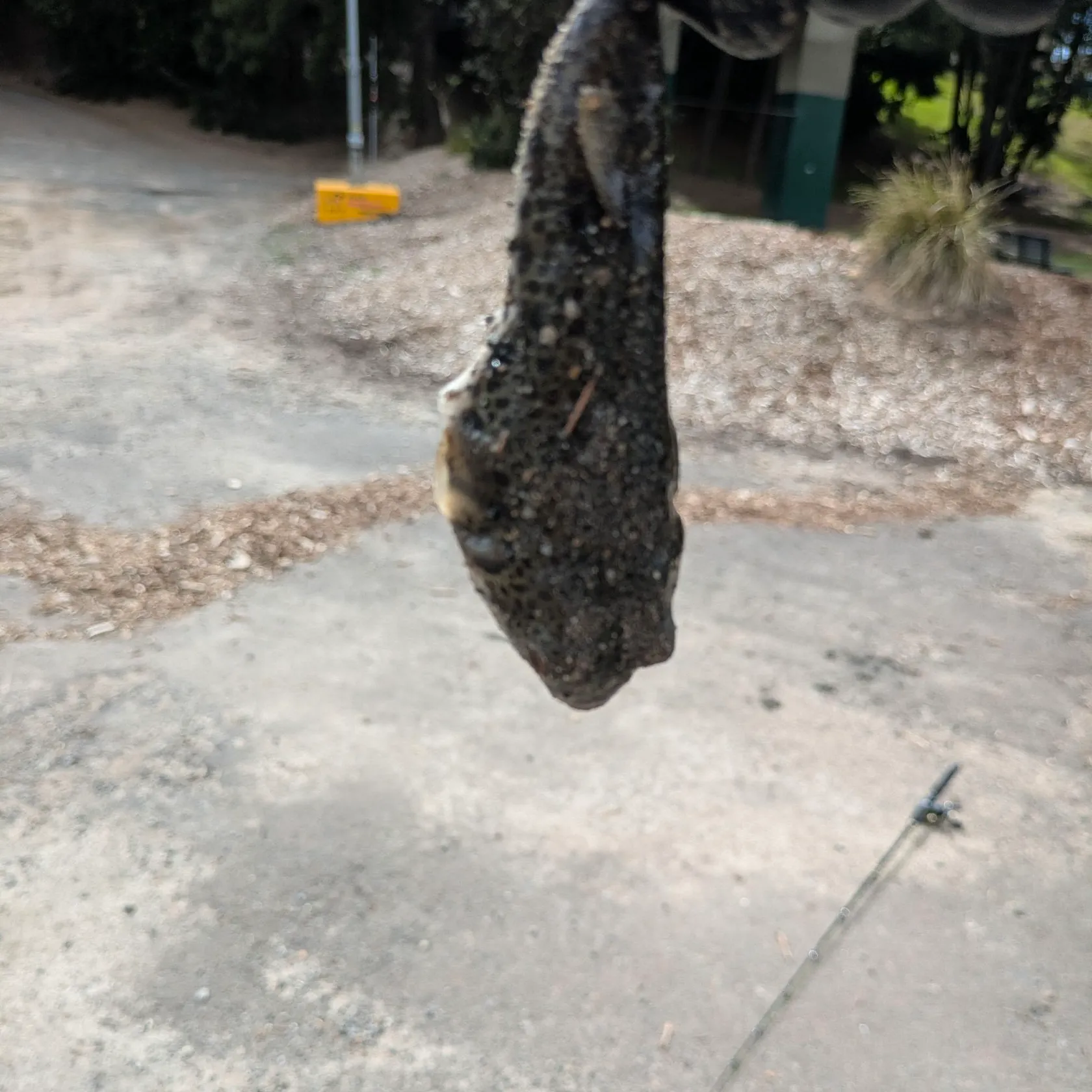 The most recent Milkspotted puffer catches on Fishbrain