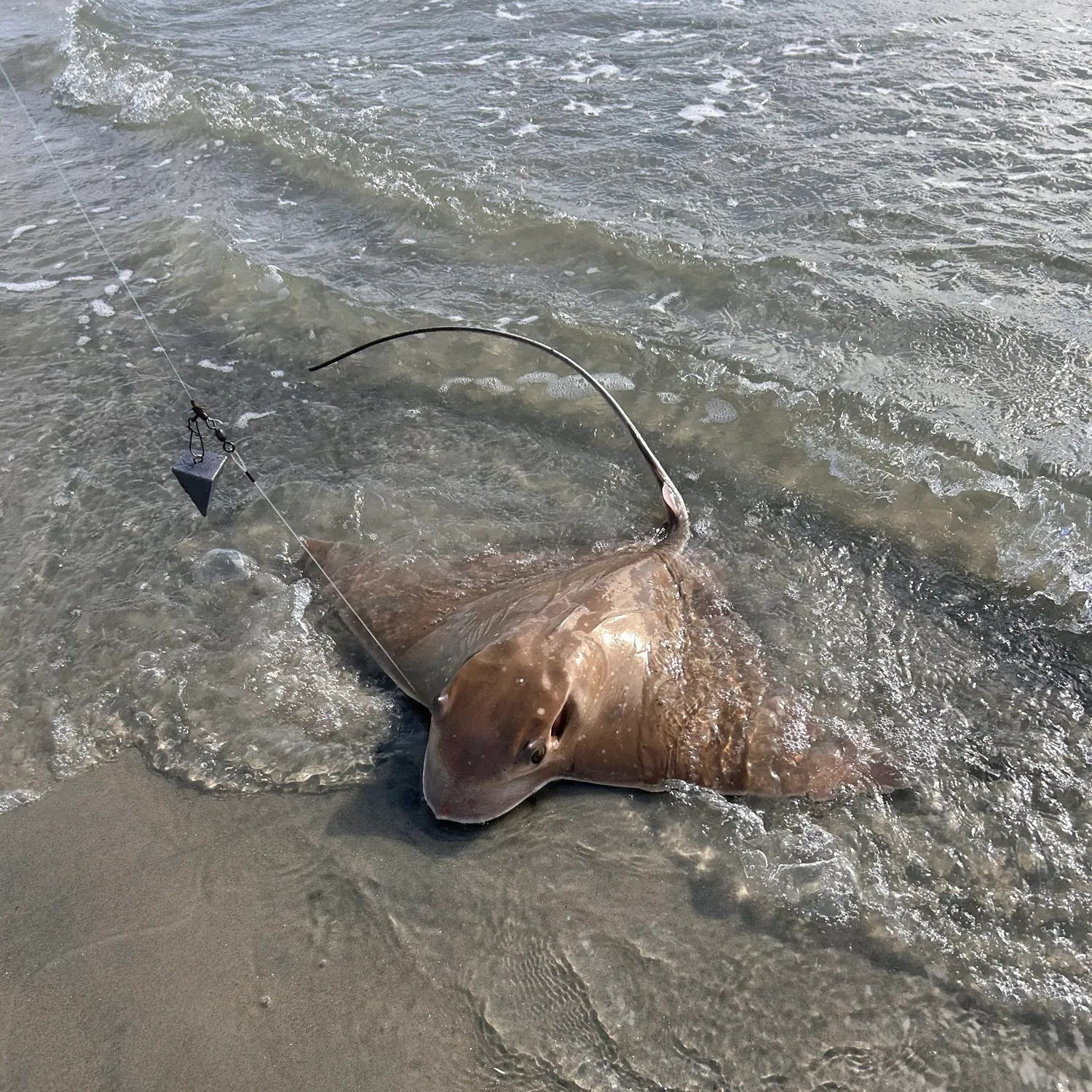 The most recent Cownose Ray catches on Fishbrain