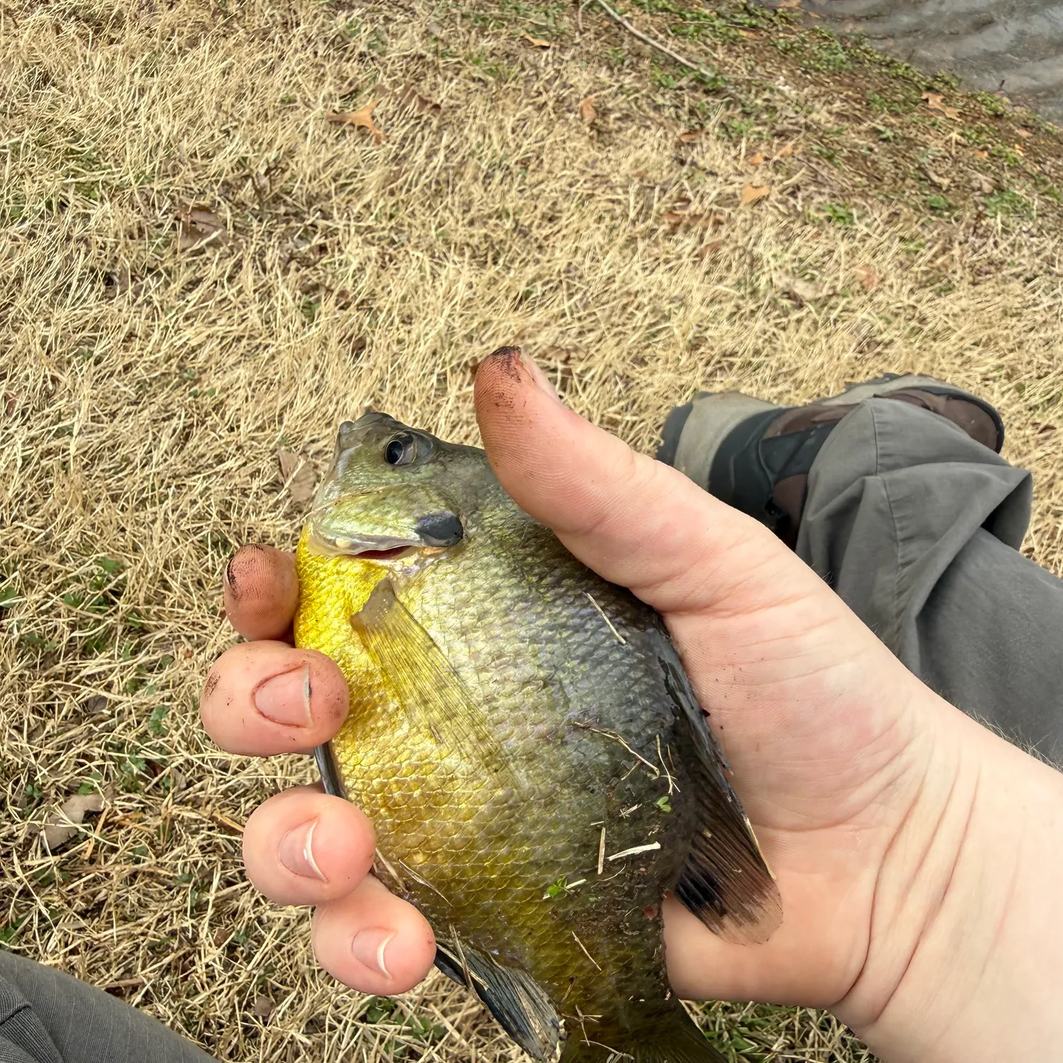Bluegill caught on Fishbrain