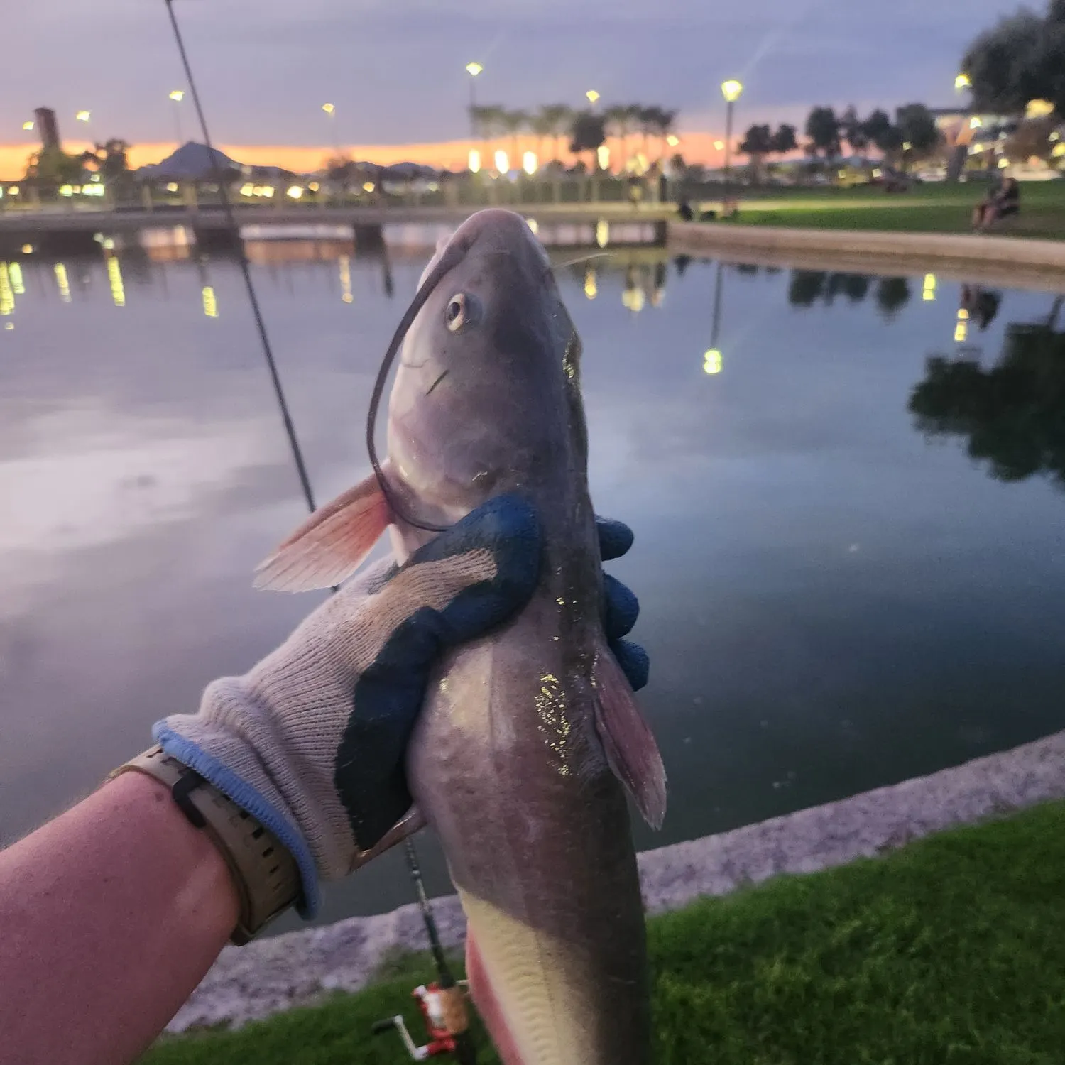 Channel catfish caught on Fishbrain