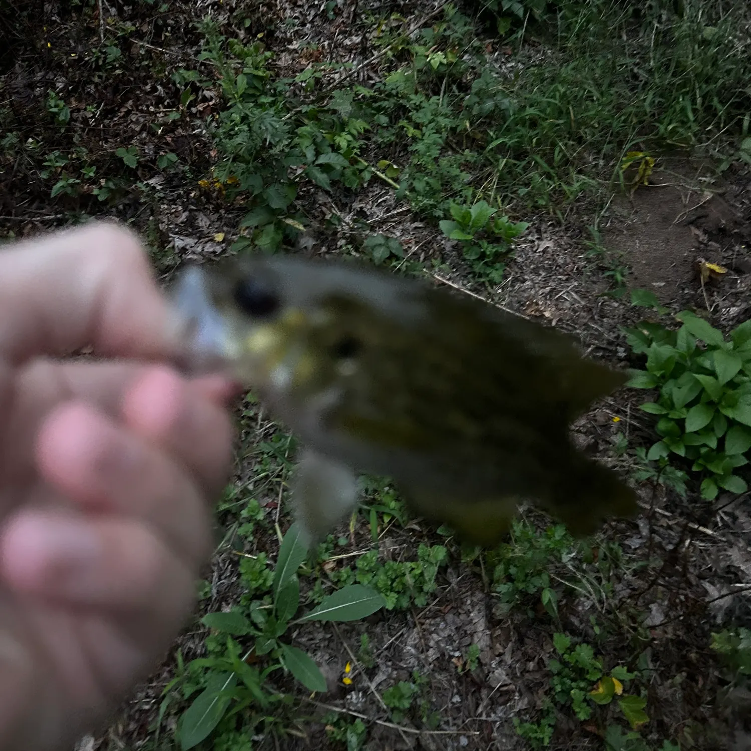 Rock bass caught on Fishbrain