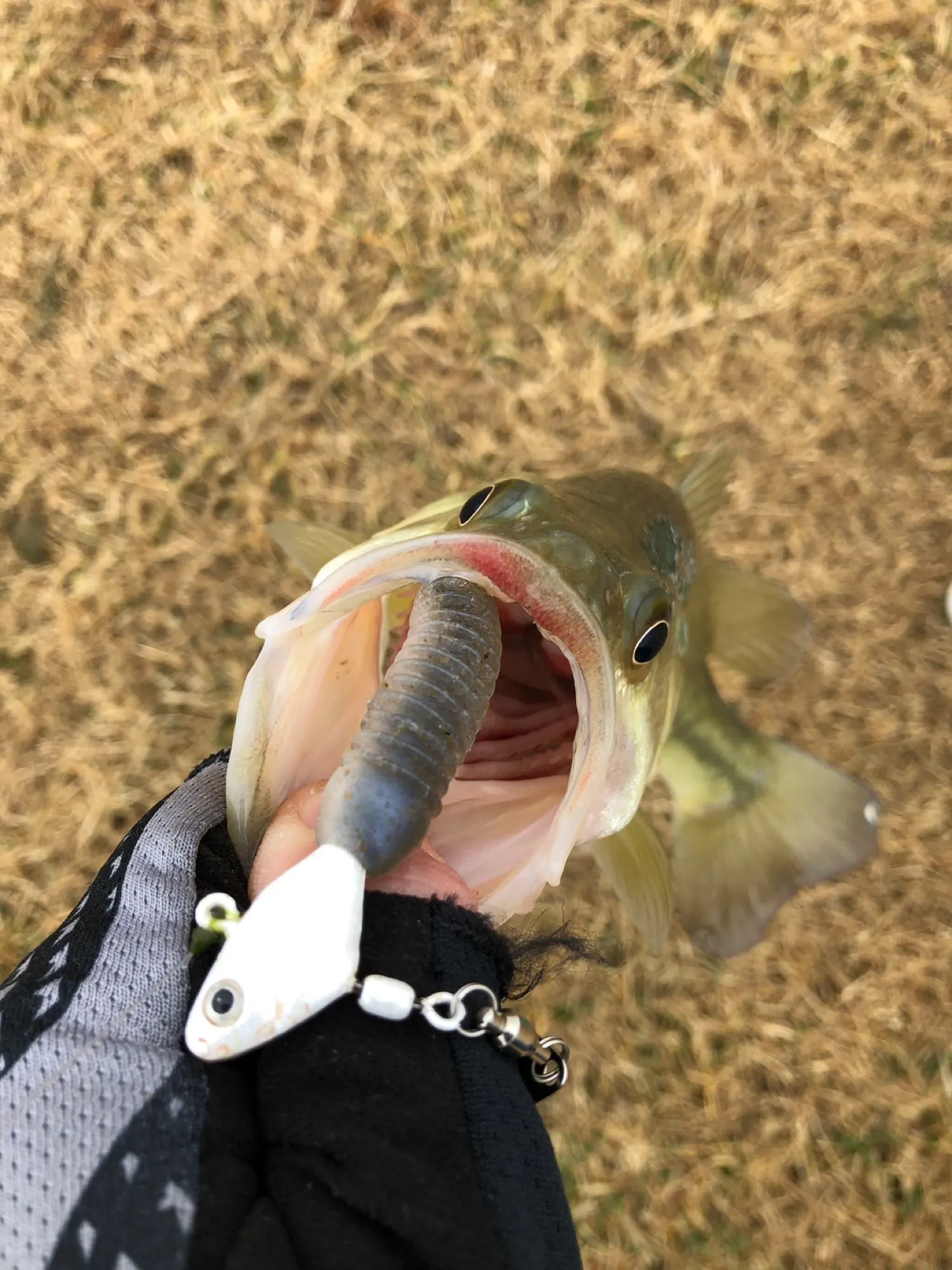 Post image from T_Wells