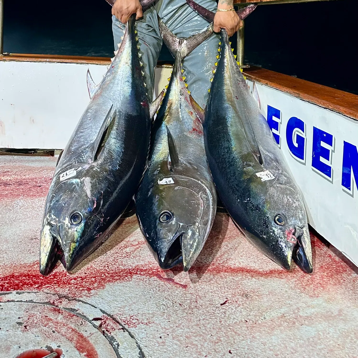 The most recent Pacific bluefin tuna catches on Fishbrain