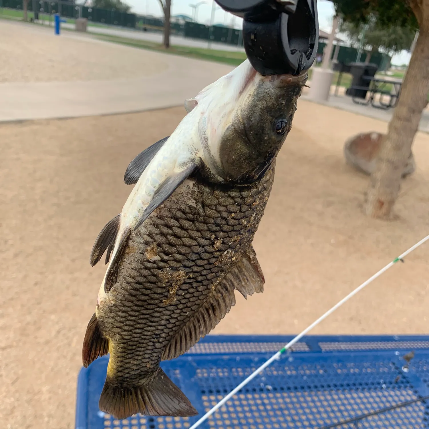 catch