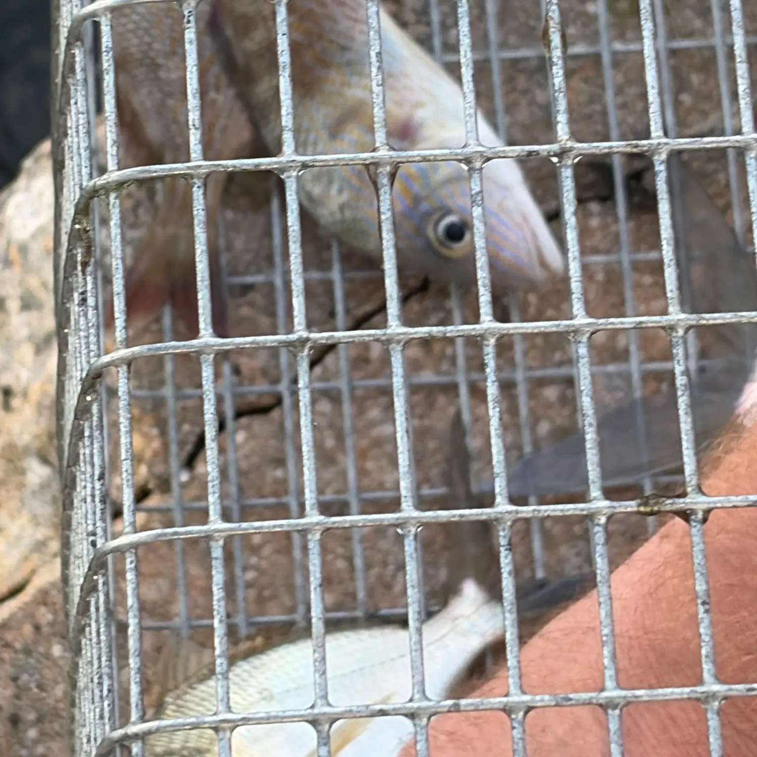 The most recent Eastern striped grunter catches on Fishbrain
