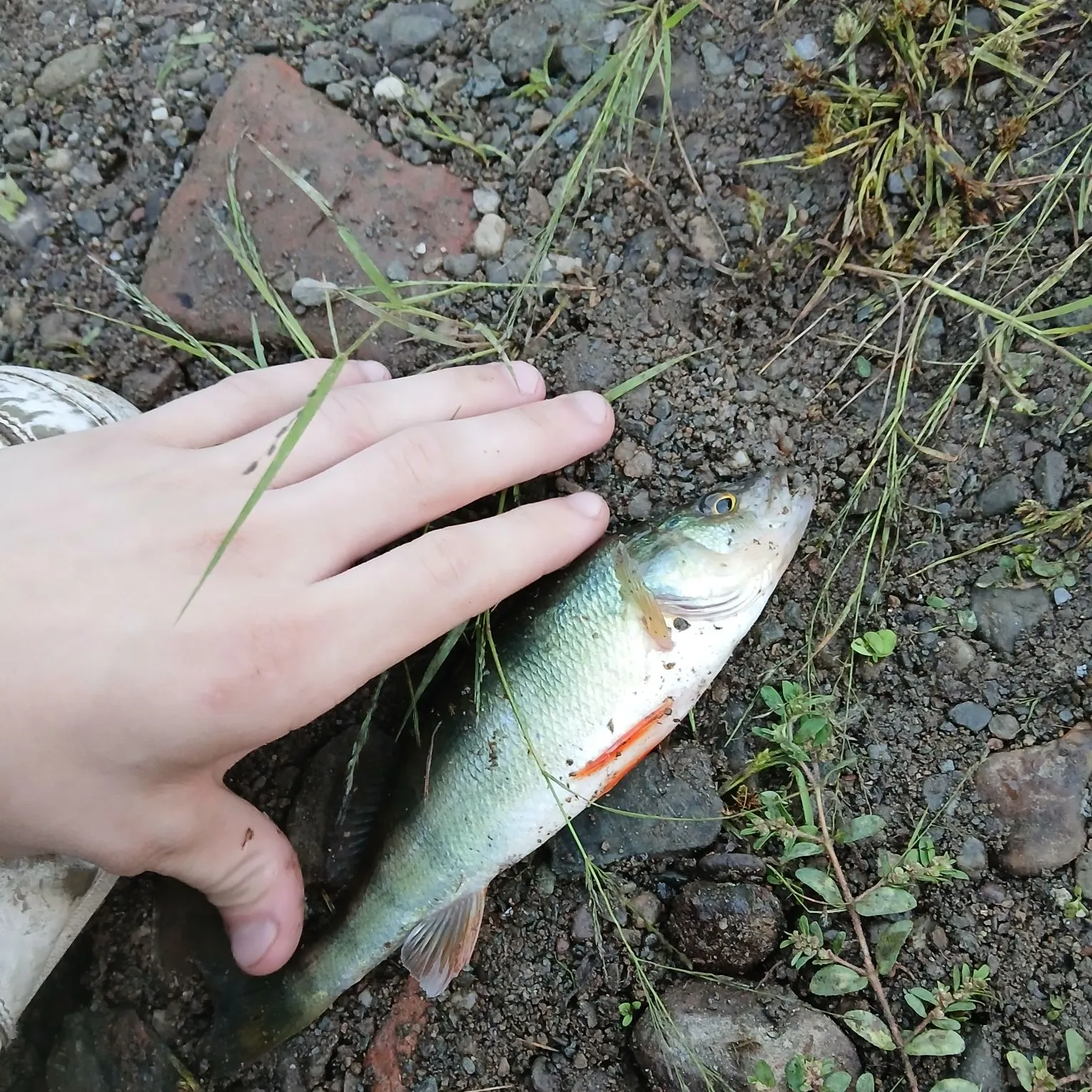 Yellow perch caught on Fishbrain