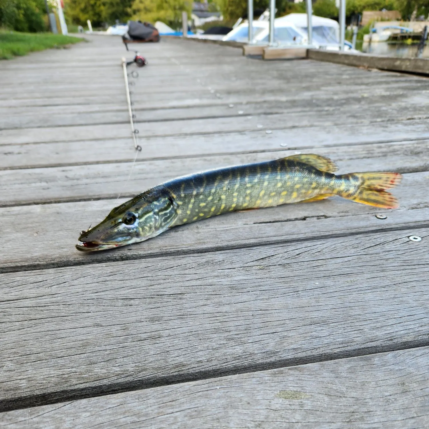 Northern pike caught on Fishbrain