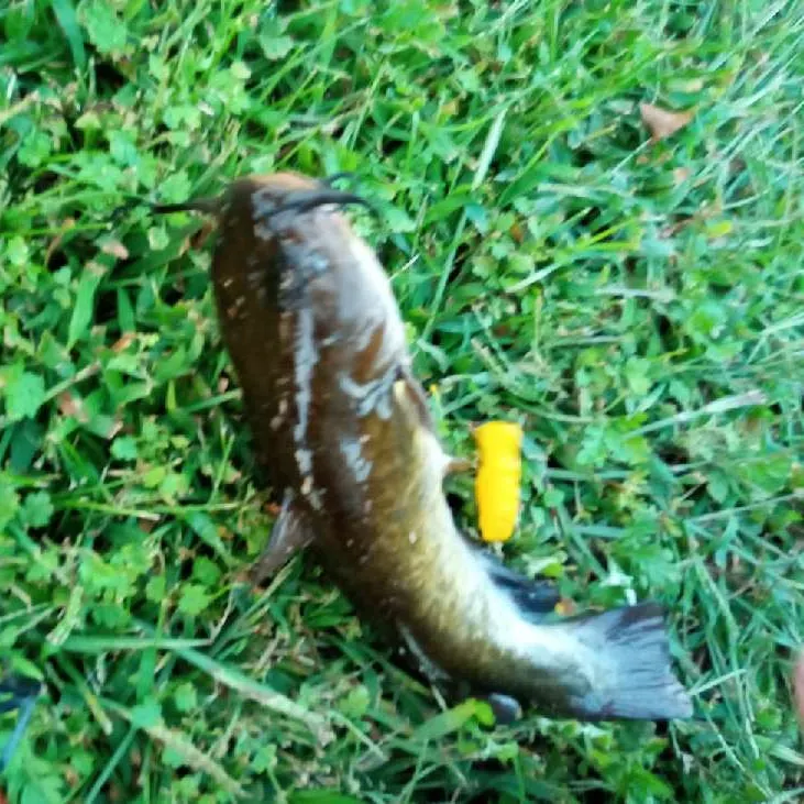 Brown bullhead caught on Fishbrain