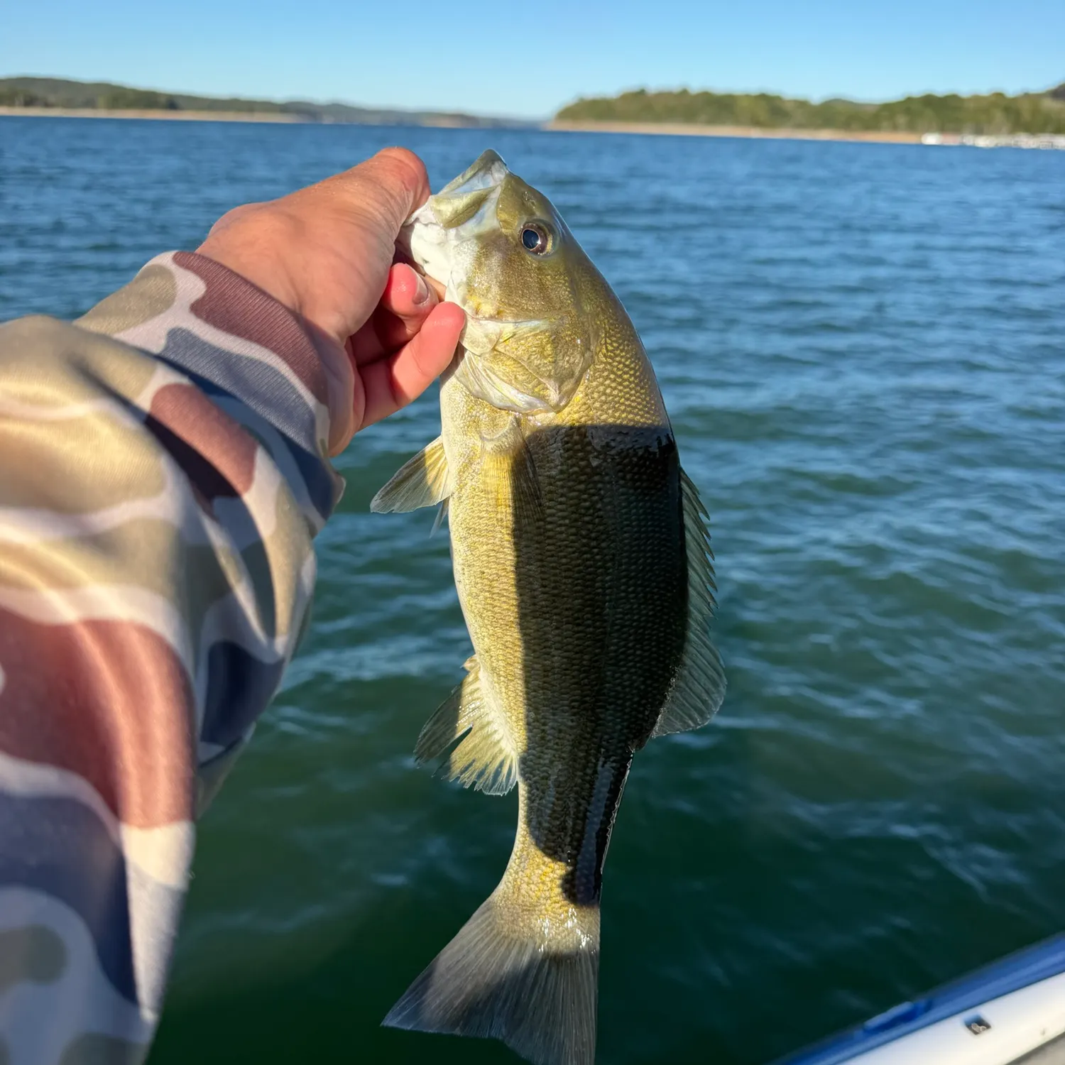 Smallmouth bass caught on Fishbrain