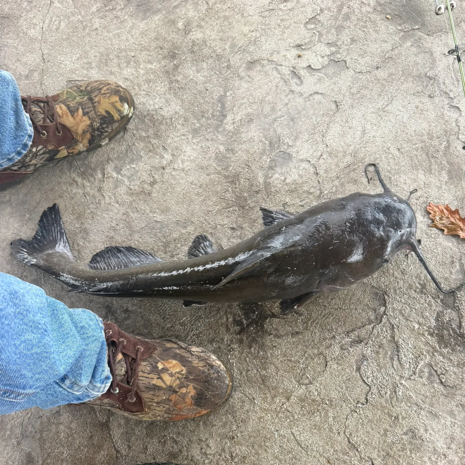 Channel catfish caught on Fishbrain