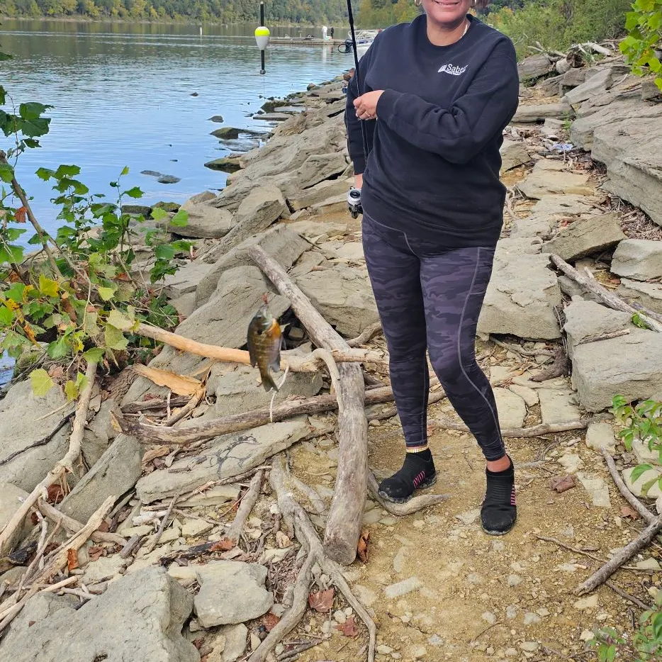Shovelnose sturgeon caught on Fishbrain