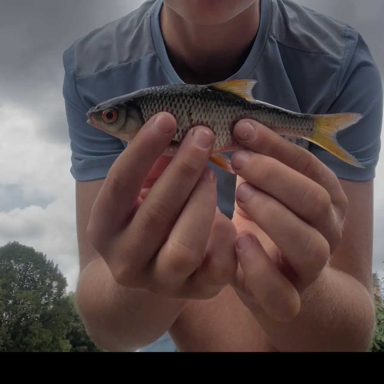 Common rudd caught on Fishbrain