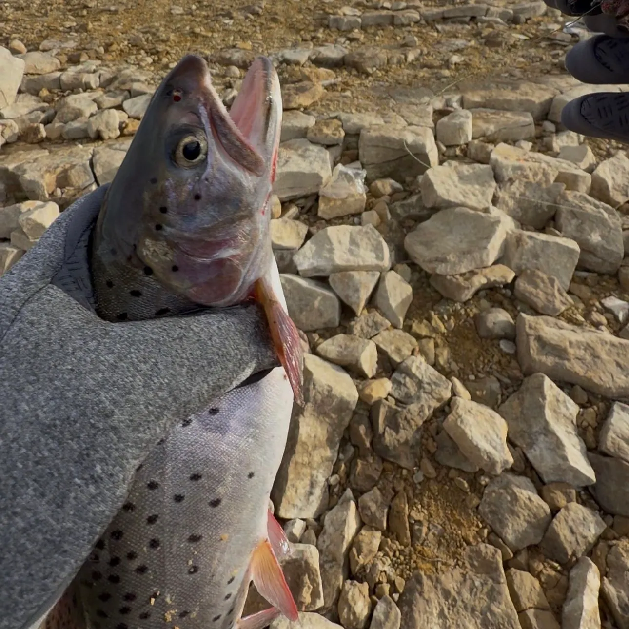 The most recent Sea trout catches on Fishbrain