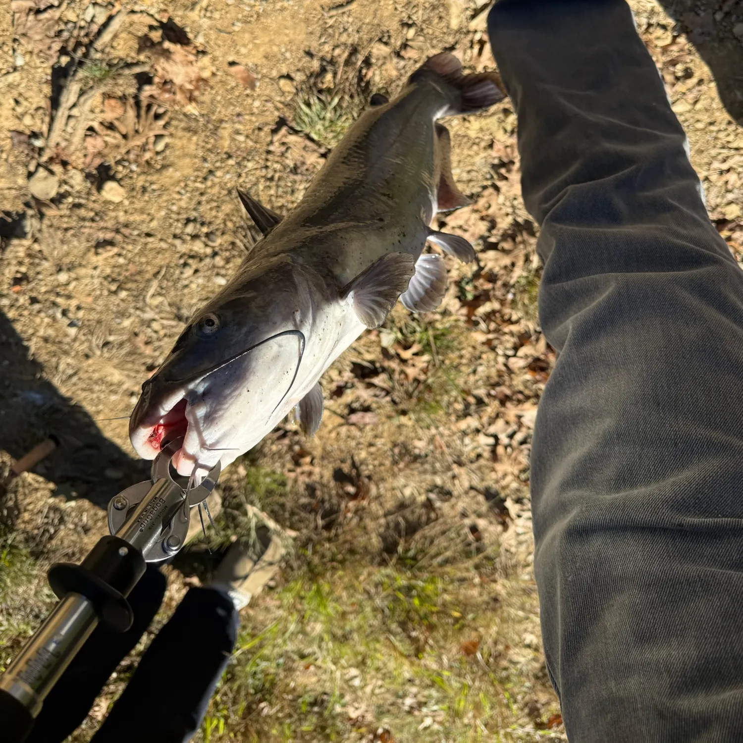 Channel catfish caught on Fishbrain