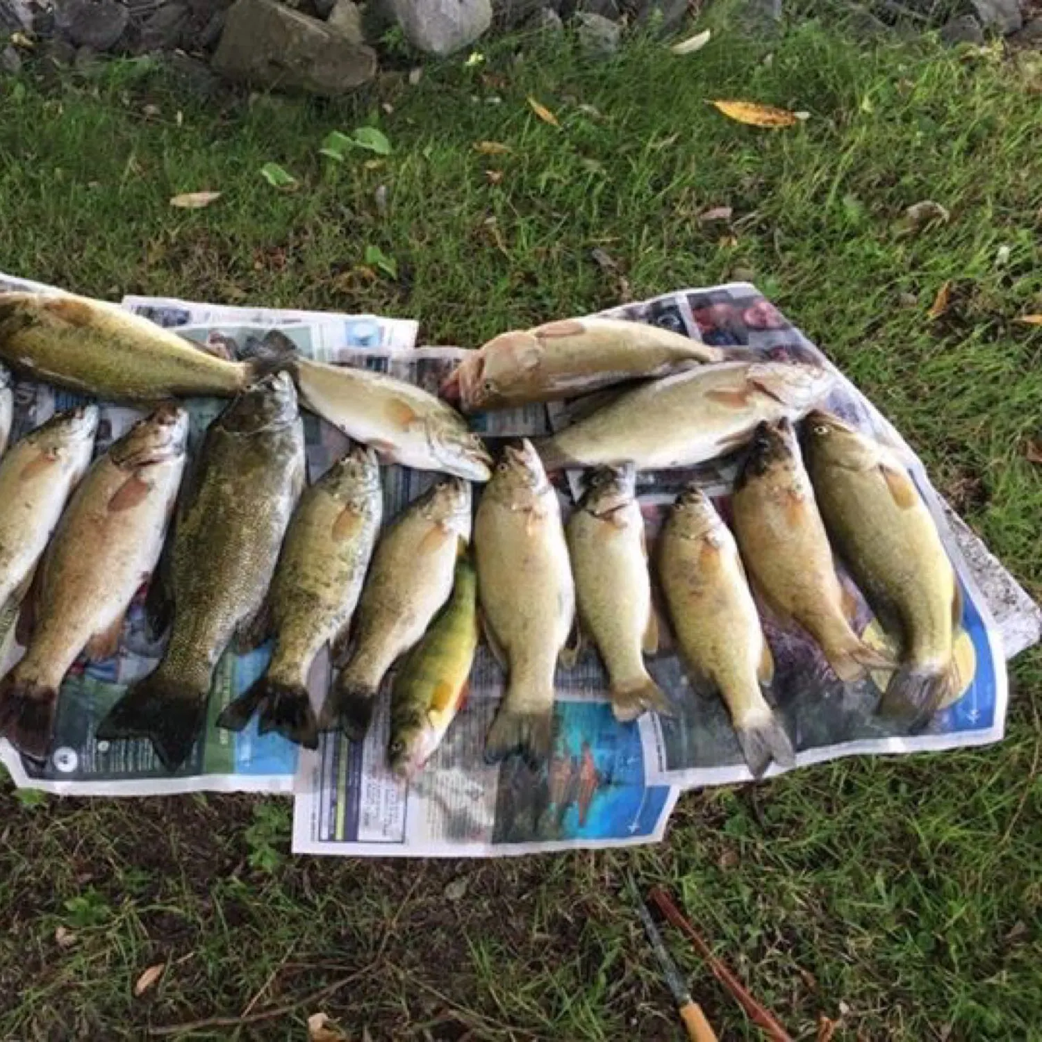 recently logged catches