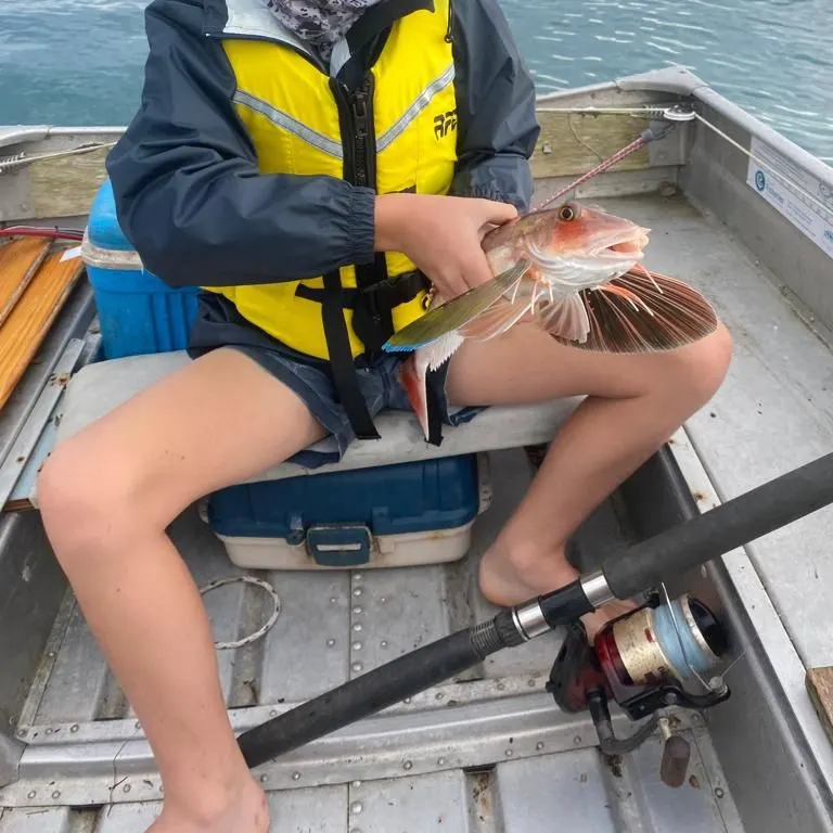 The most recent Red gurnard catches on Fishbrain