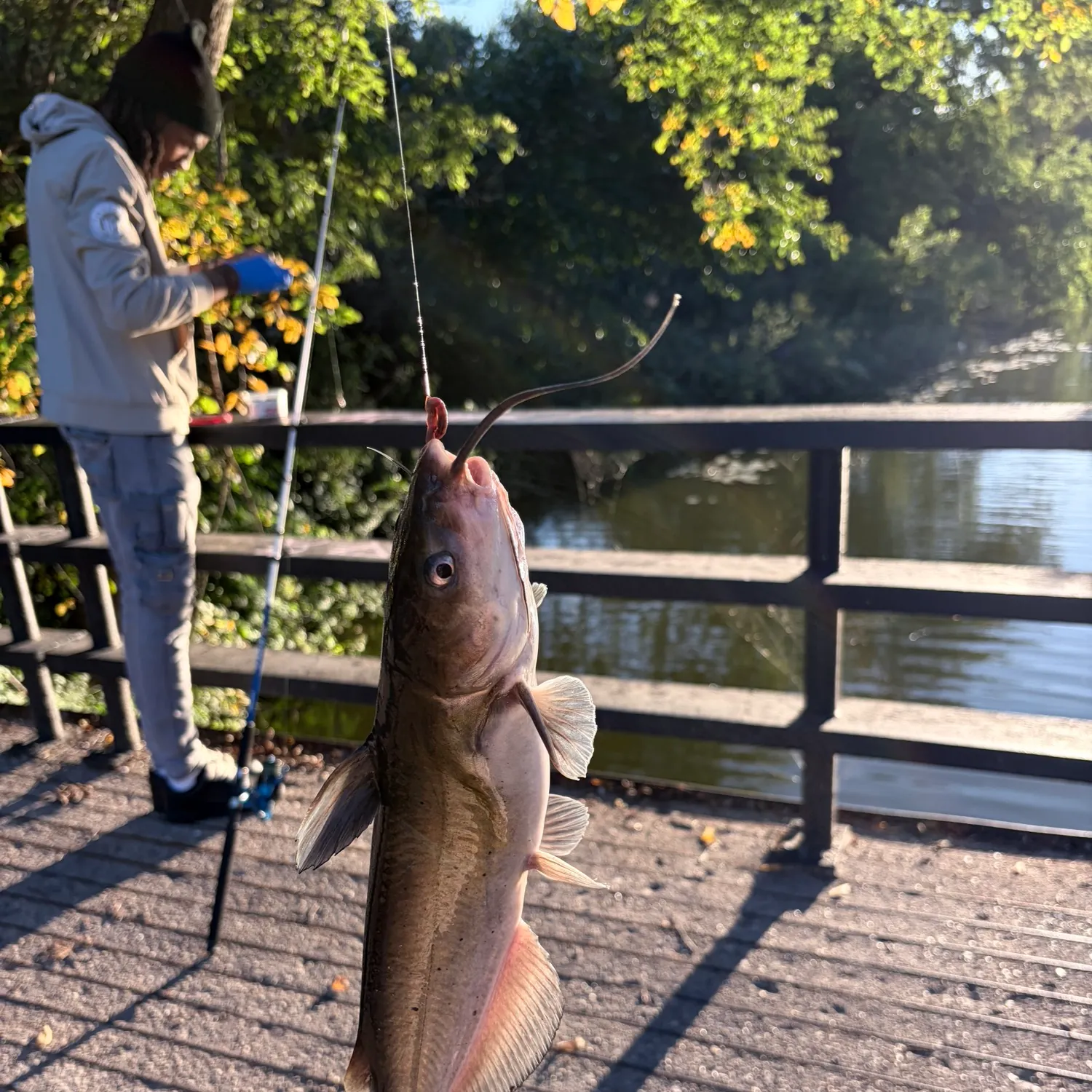 Channel catfish caught on Fishbrain