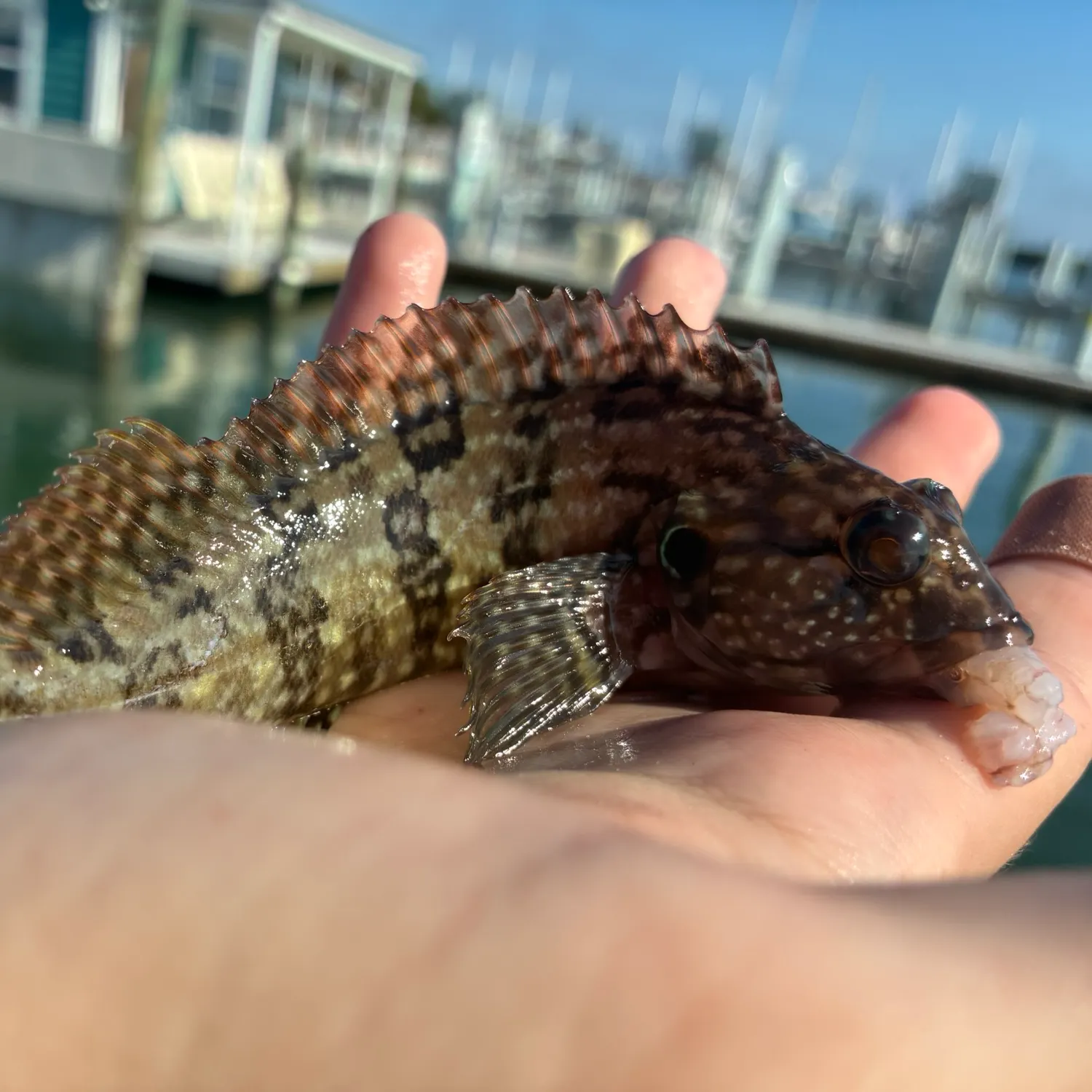 The most recent Masquerader hairy blenny catches on Fishbrain