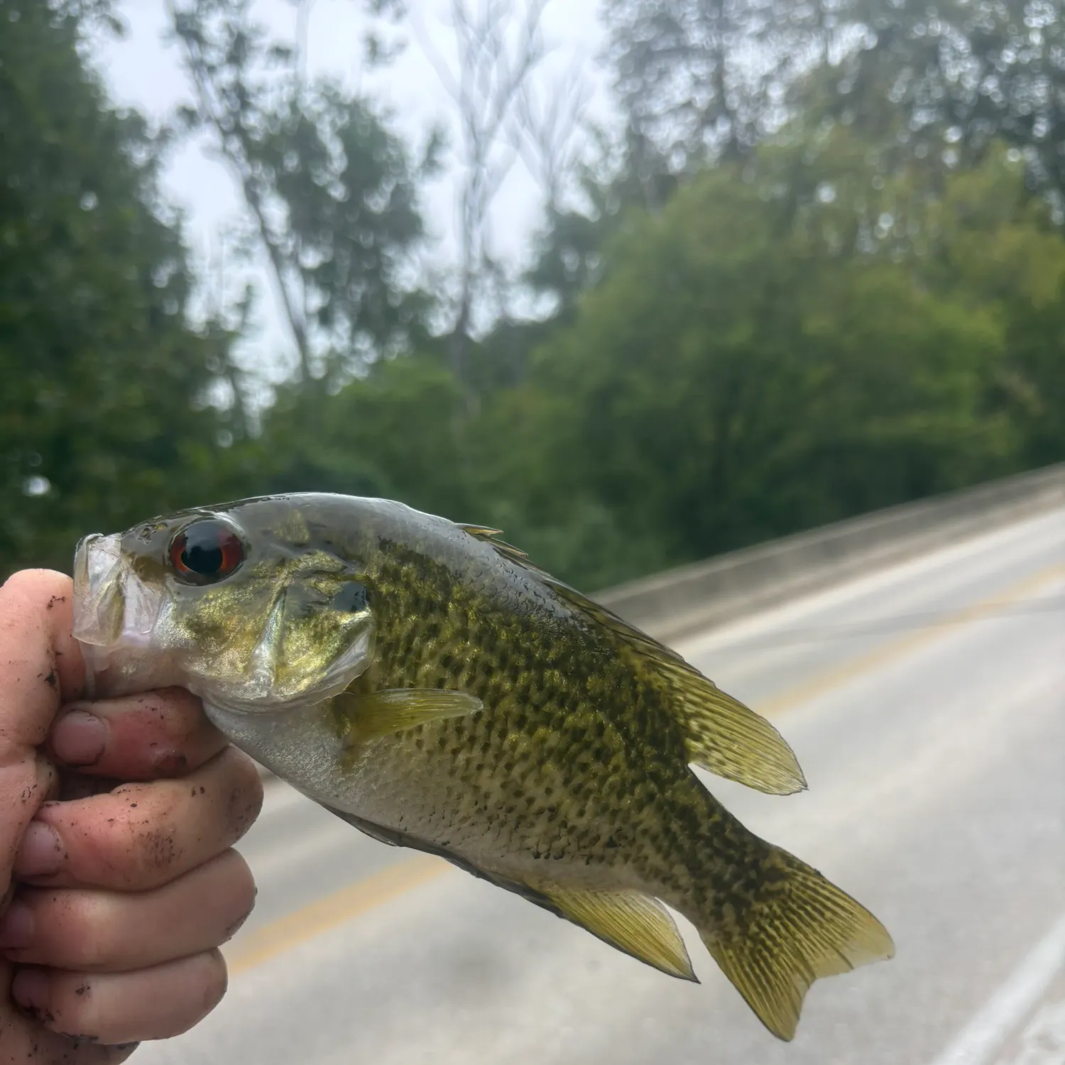 Rock bass caught on Fishbrain