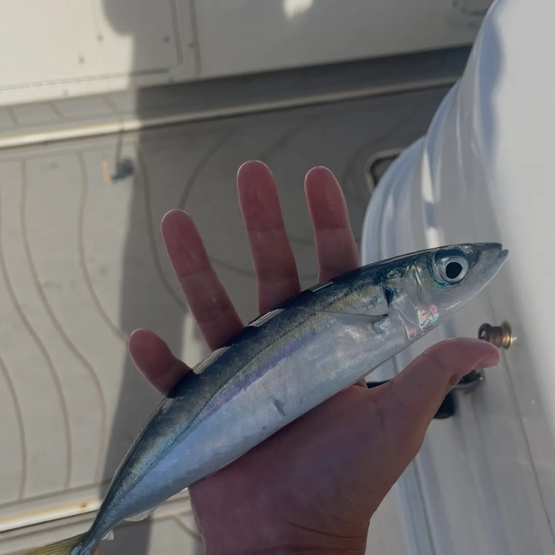 The most recent Mackerel scad catches on Fishbrain