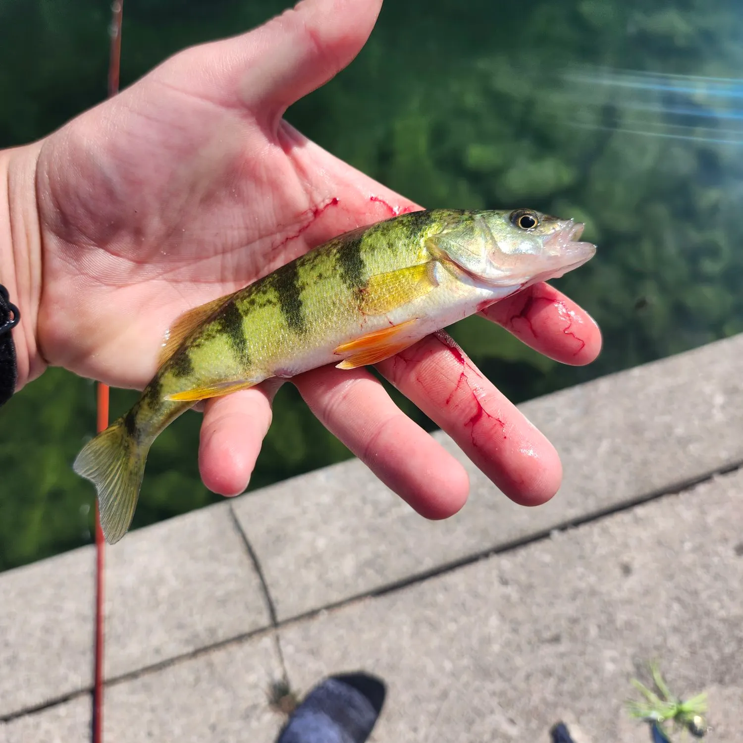 Yellow perch caught on Fishbrain