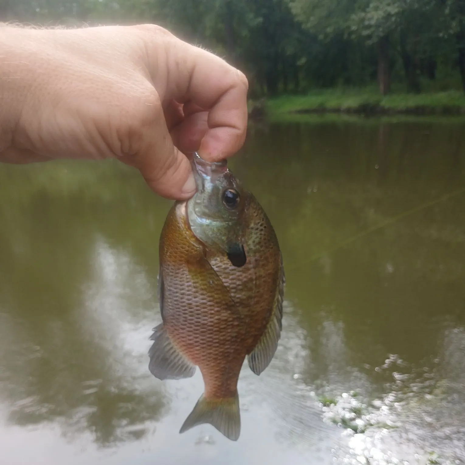 Bluegill caught on Fishbrain