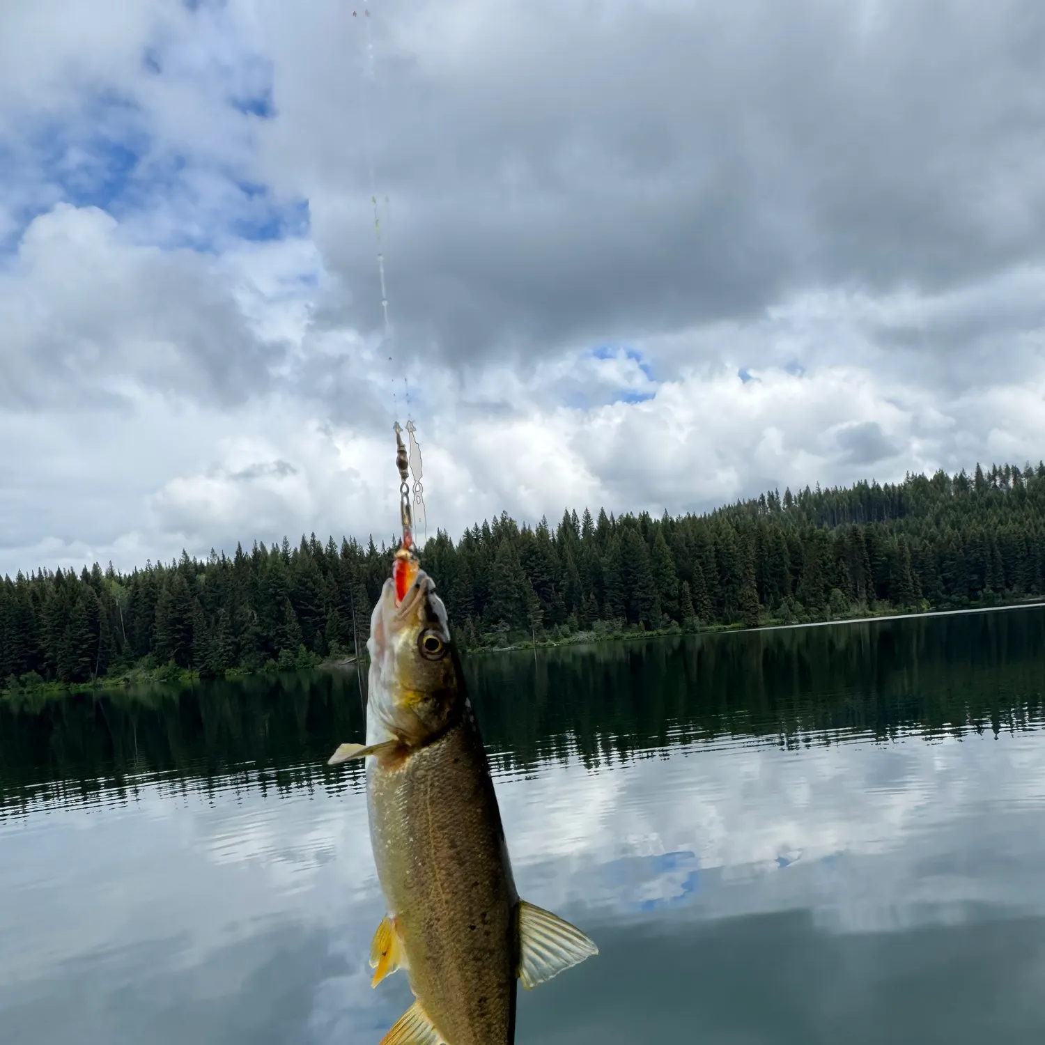 The most recent Umpqua pikeminnow catches on Fishbrain