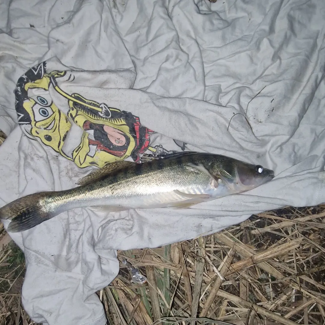 The most recent Zander catches on Fishbrain